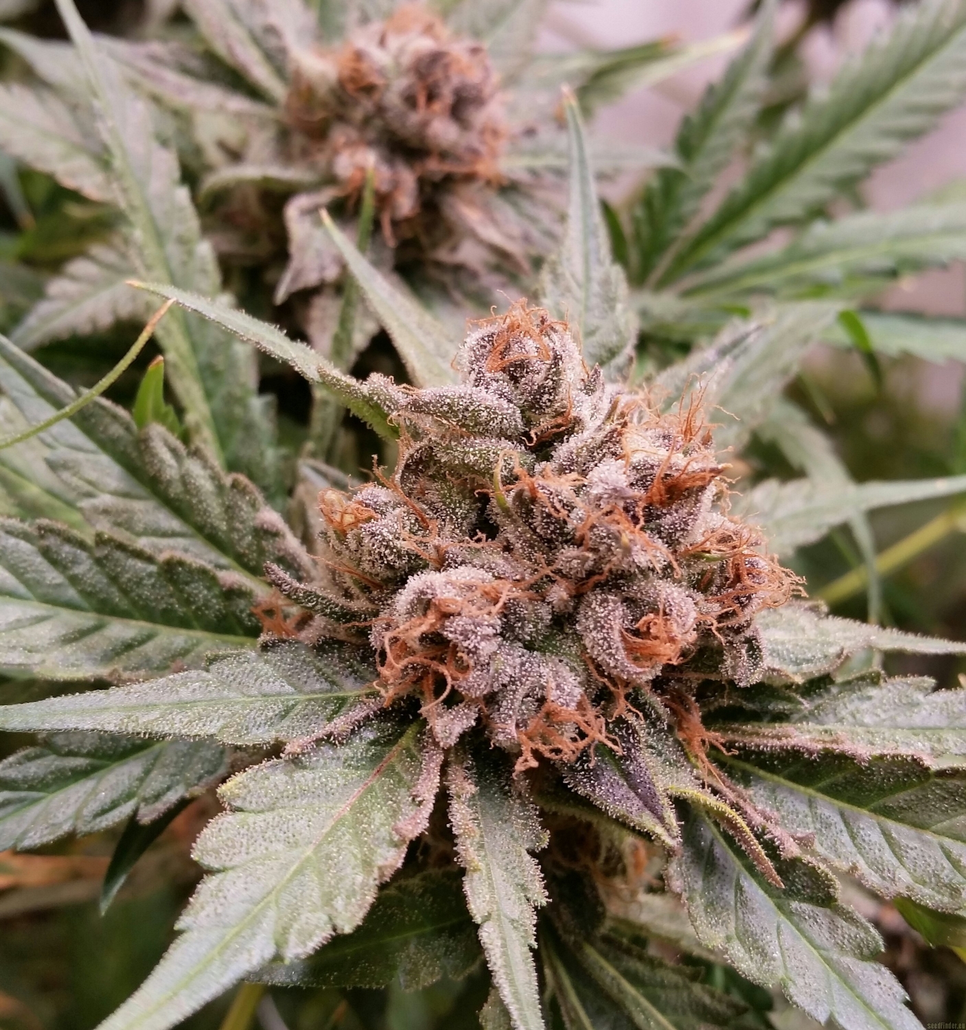 Blue Cheese by Big Buddha Seeds