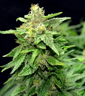 Blue Cindy Marijuana Seeds