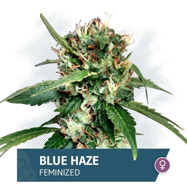 Blue Haze Marijuana Seeds