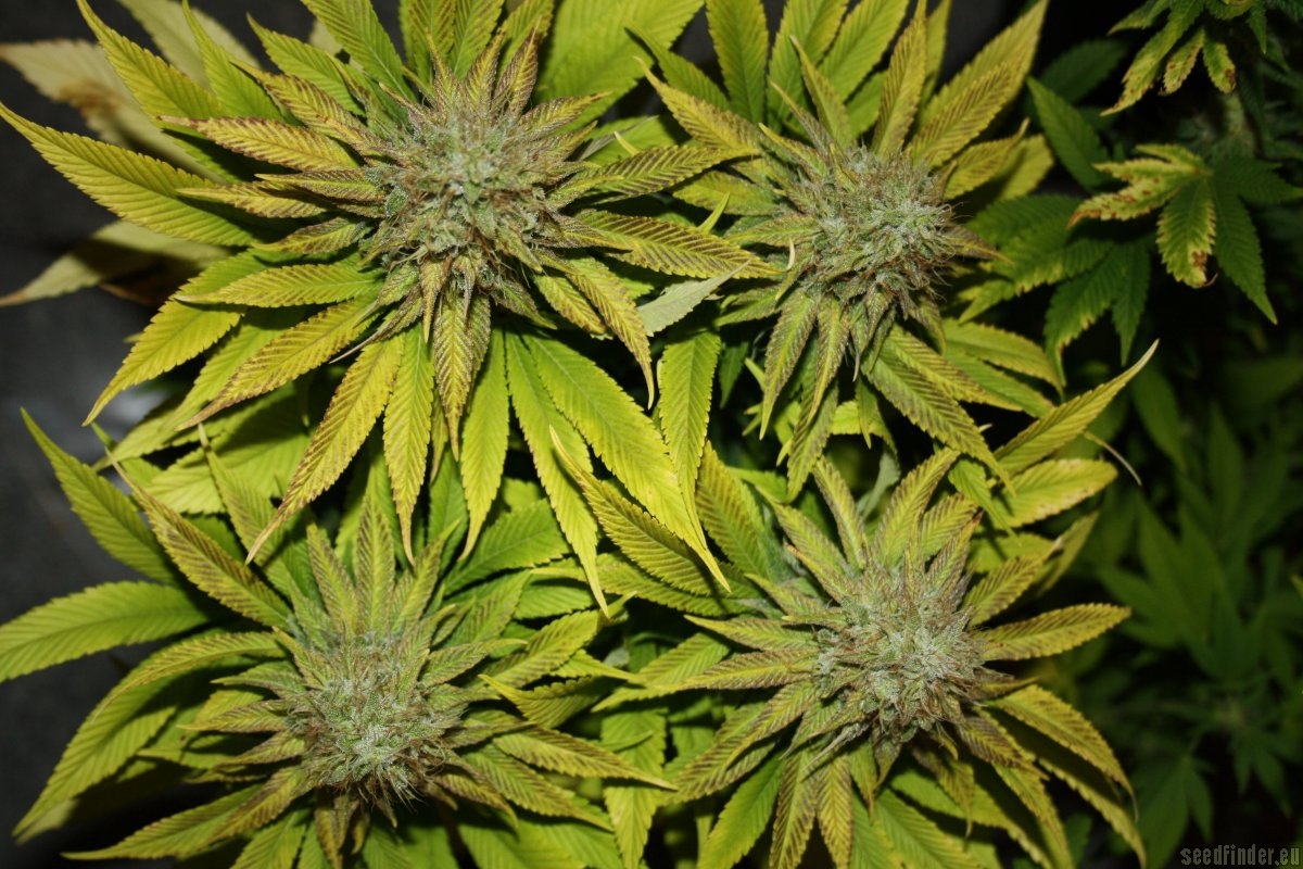 Blue Power by Vision Seeds