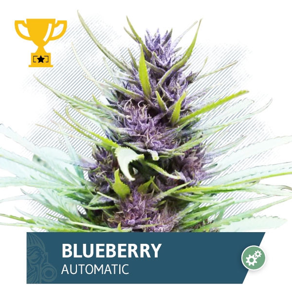 Blueberry Automatic Marijuana Seeds