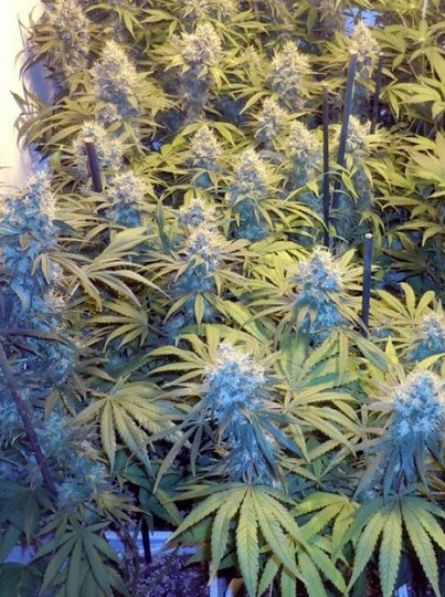 Blueberry Marijuana Seeds