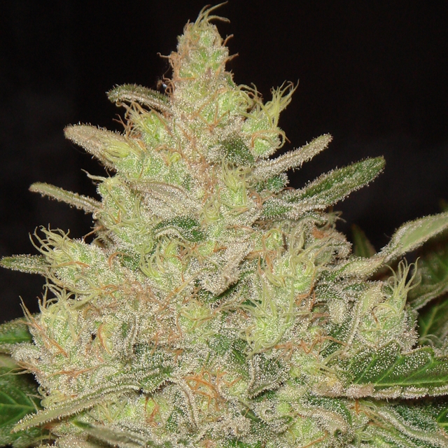 Blueberry Ghost OG Feminized Seeds Marijuana Seeds