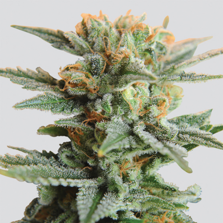 Blueberry Kush Autoflower Marijuana Seeds