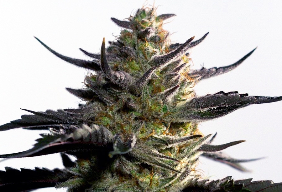Blueberry OG Marijuana Seeds