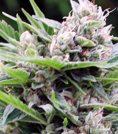 Bona Dea CBD+ Marijuana Seeds