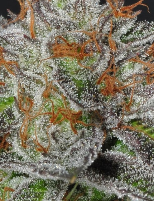 Bruce Banner #3 Marijuana Seeds