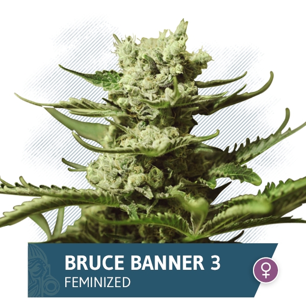 Bruce Banner #3 by Zamnesia
