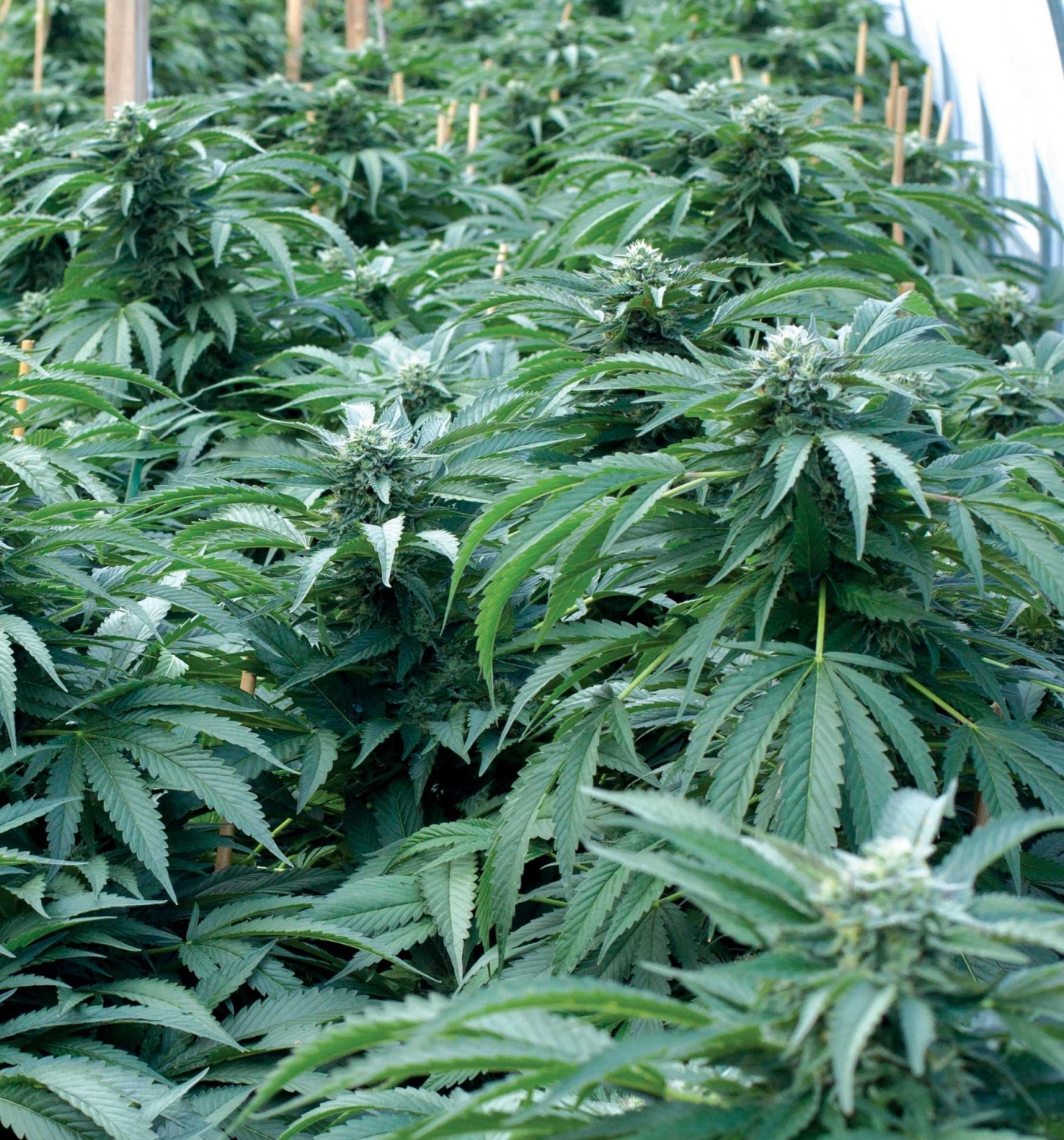 Bubba 76 Marijuana Seeds