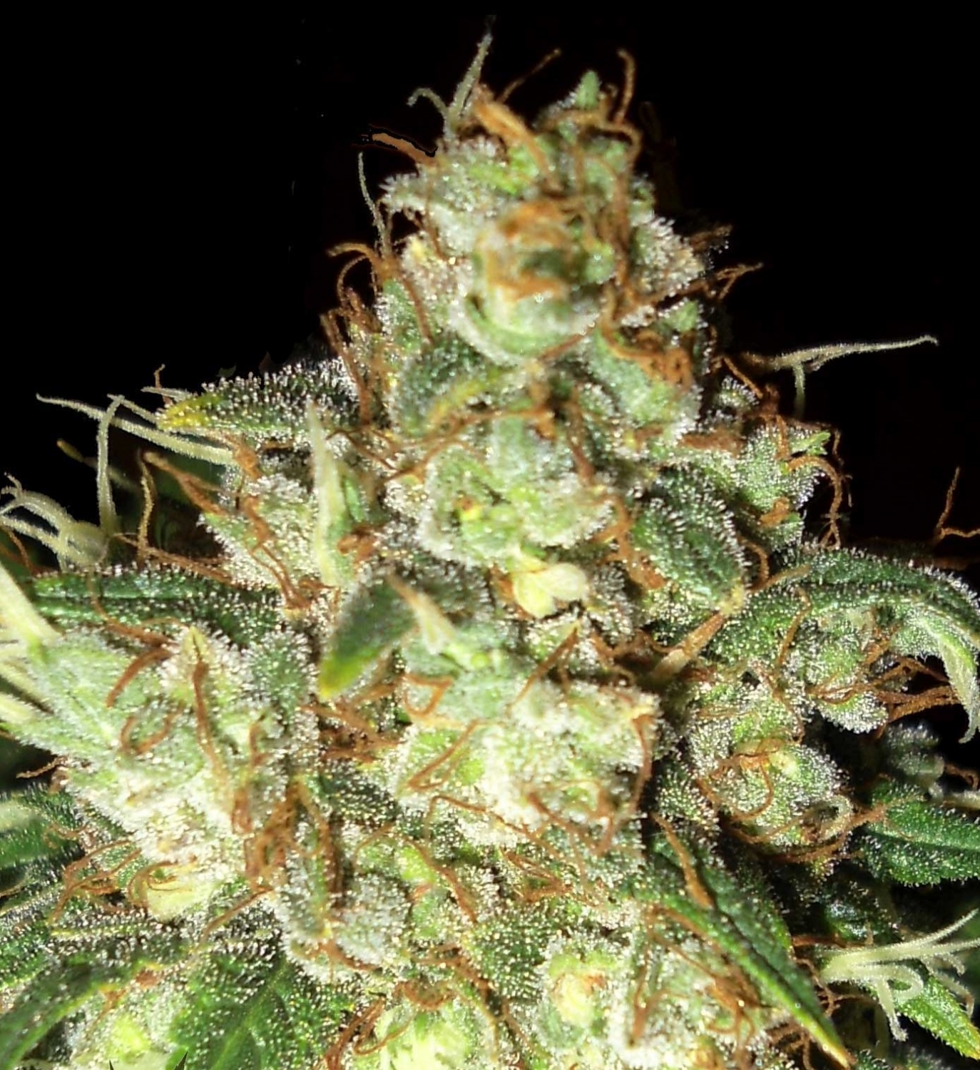 Bubba Cheese Auto by Emerald Triangle Seeds
