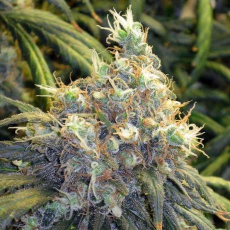 Bubblelicious Marijuana Seeds