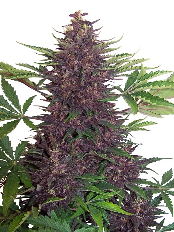 Buddha Purple Kush Marijuana Seeds