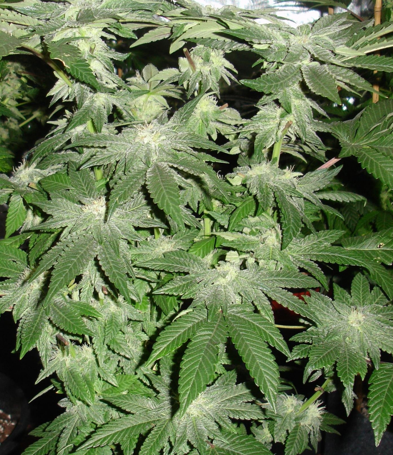 Buddha Tahoe Marijuana Seeds