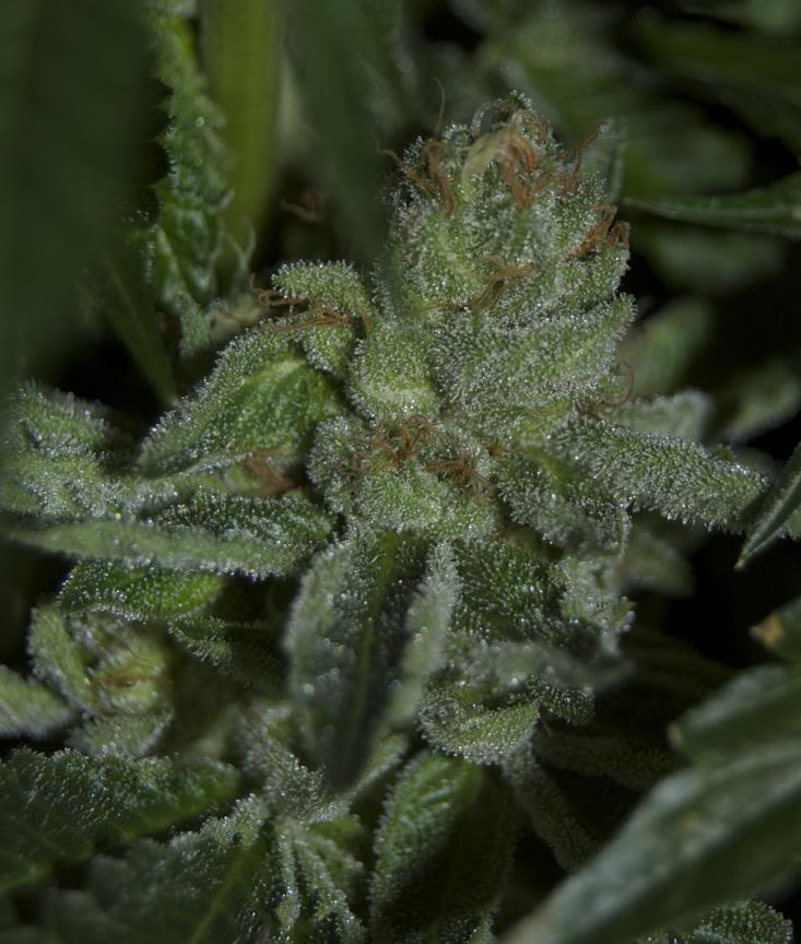 Buddha Tahoe OG Marijuana Seeds