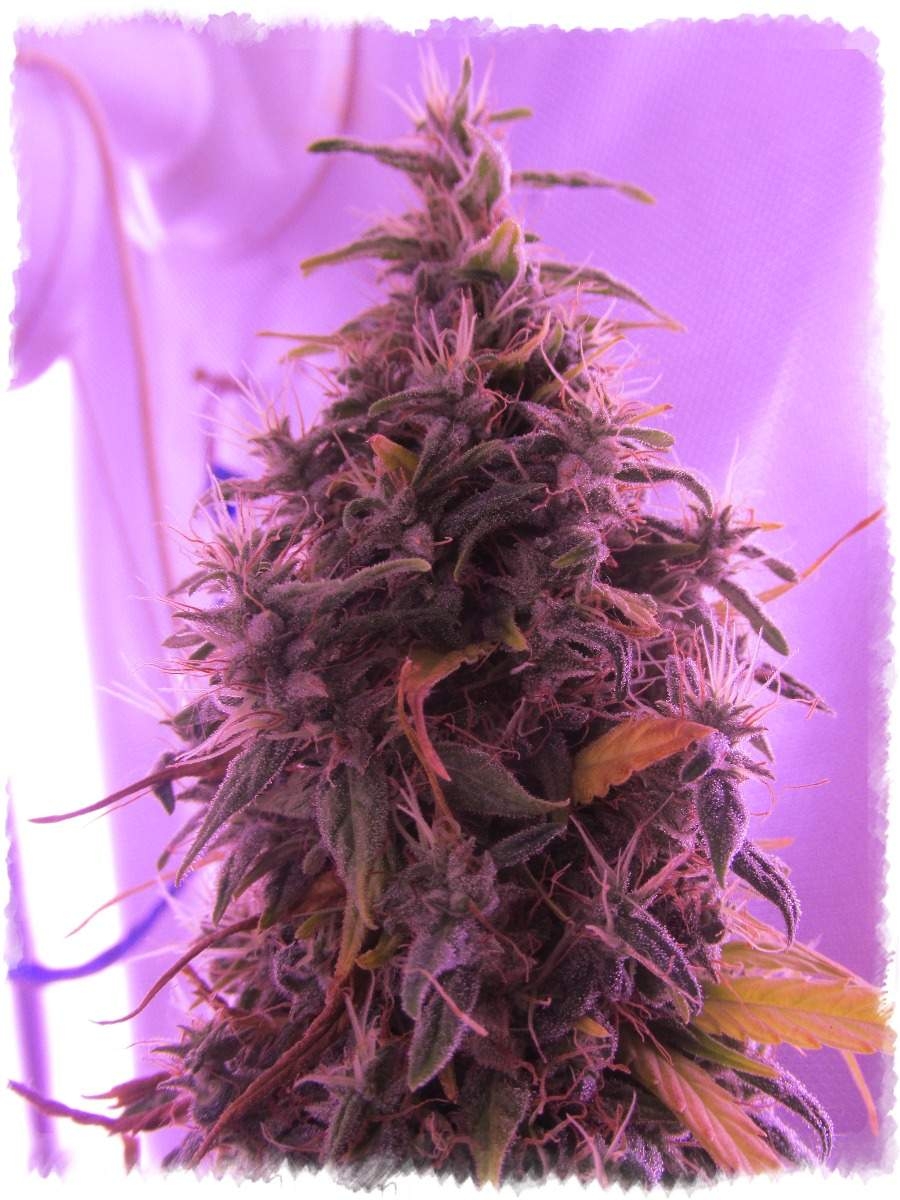 Buddhas Sister by Soma Seeds