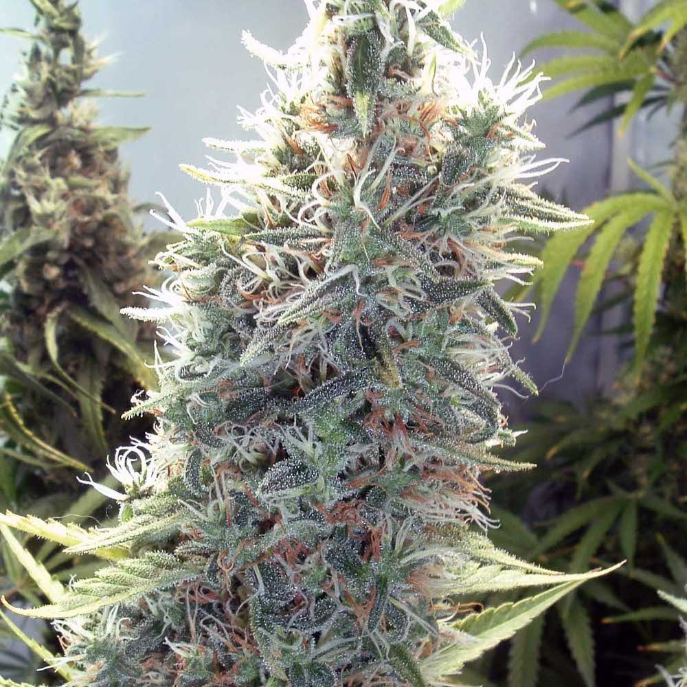C99 by Female seeds