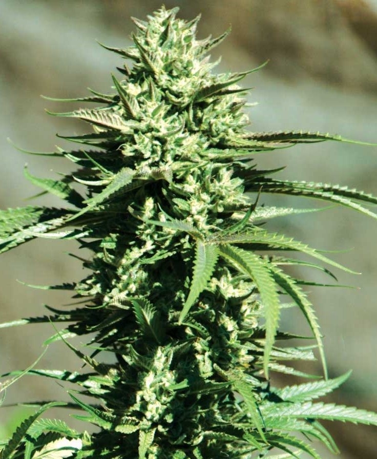 California Wildfire by Emerald Triangle Seeds