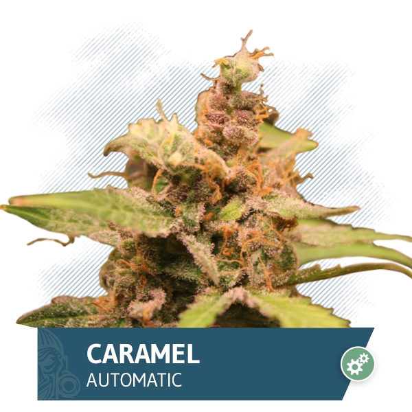 Caramel Automatic by Zamnesia