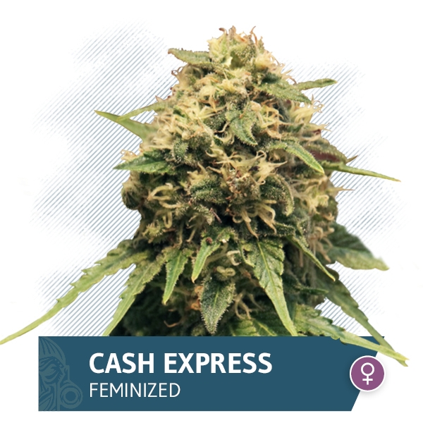 Cash Express Marijuana Seeds