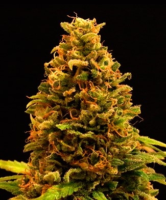 CBD #11 Marijuana Seeds
