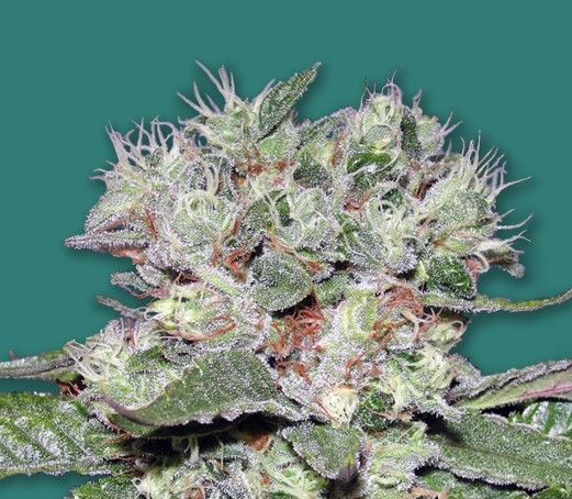 CBD Bomb Marijuana Seeds