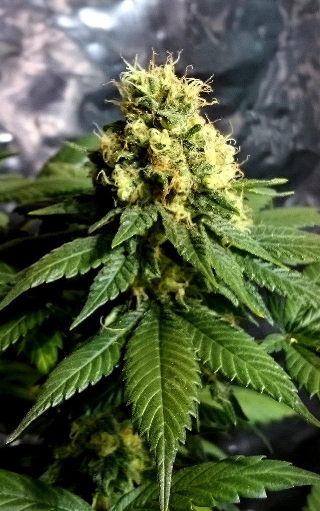 CBD Divine Marijuana Seeds