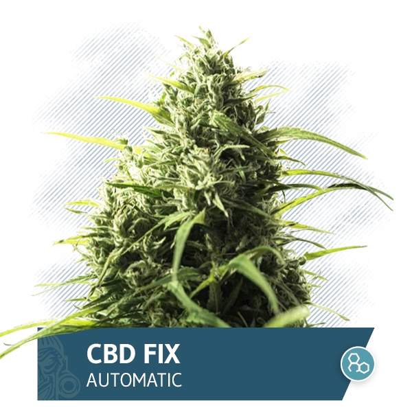 CBD Fix Auto Marijuana Seeds