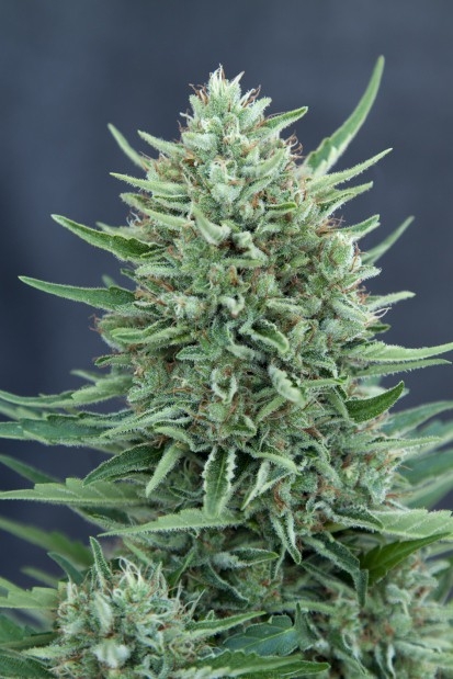 CBD Med Gom Marijuana Seeds