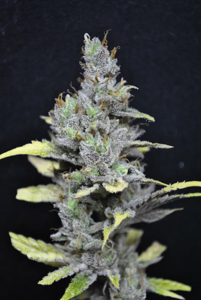 CBD MediHaze Marijuana Seeds