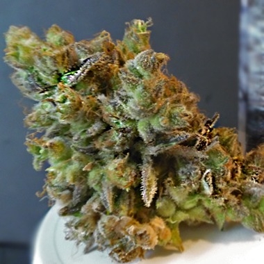 CBD Python Marijuana Seeds