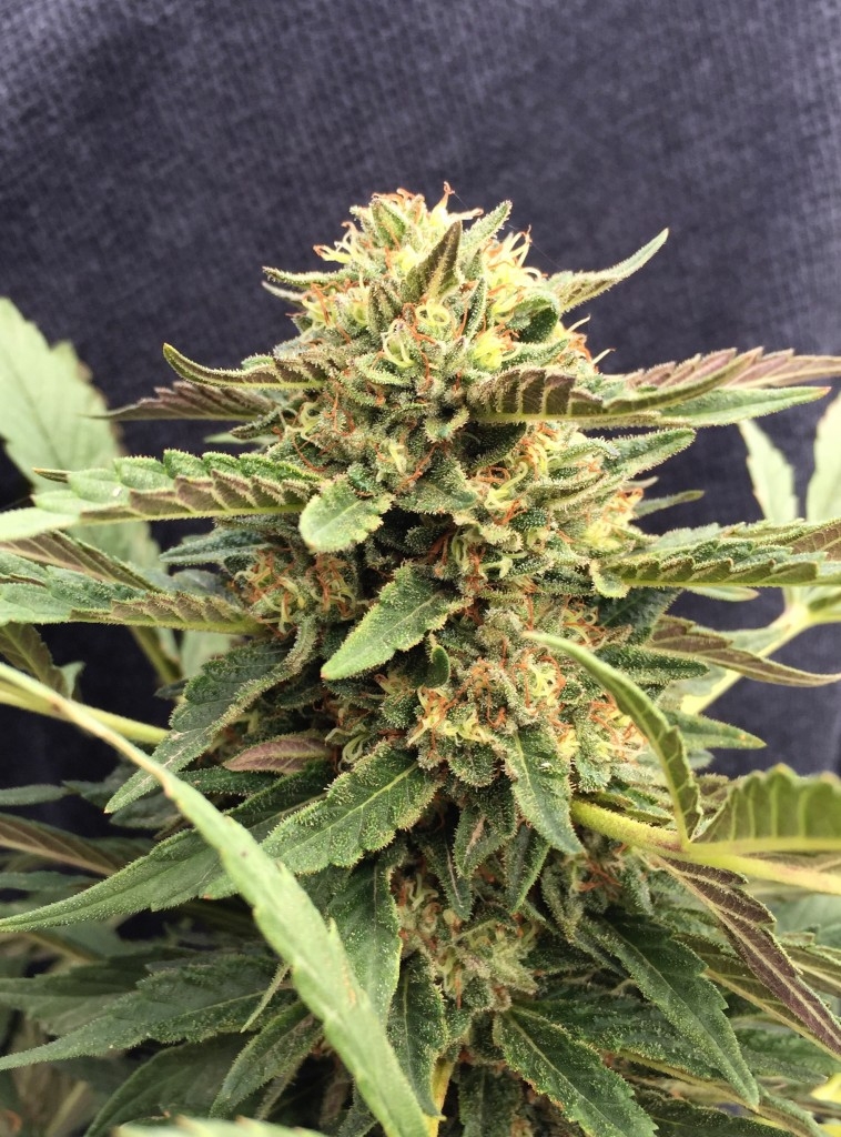 CBD Therapy Marijuana Seeds