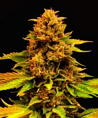 CBDiesel Marijuana Seeds