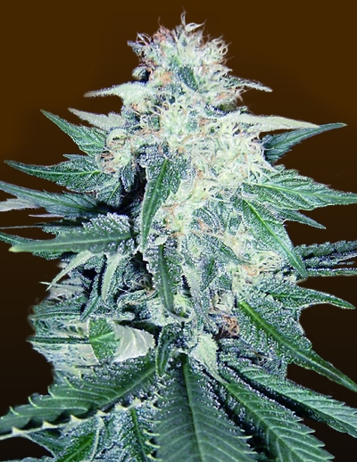 CBDream Marijuana Seeds