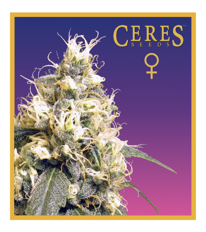 Ceres Kush by Ceres seeds