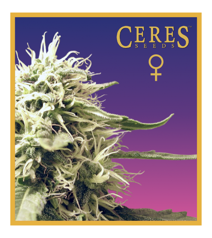 Ceres Skunk Marijuana Seeds
