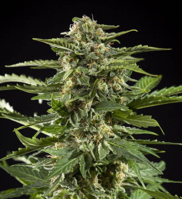 Cheesy Auto by Philosopher Seeds