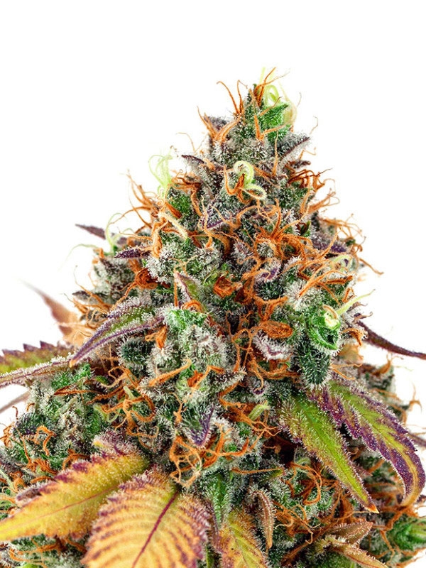 Cherry Kiss by Anesia Seeds