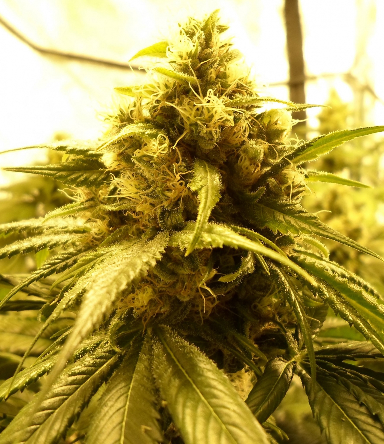 Chiesel by Big Buddha Seeds