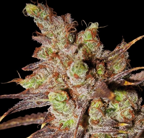 Choco Bud Marijuana Seeds