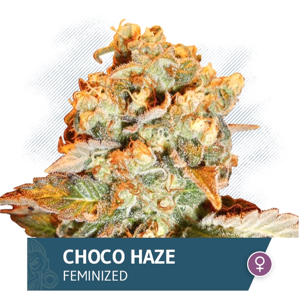 Choco Haze by Zamnesia