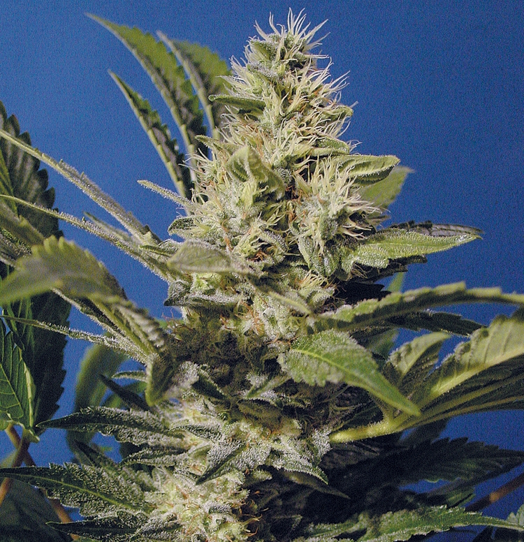 Chocolate Chunk by T.H.Seeds