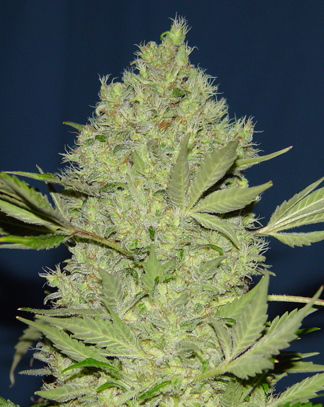 Chronic by Serious seeds