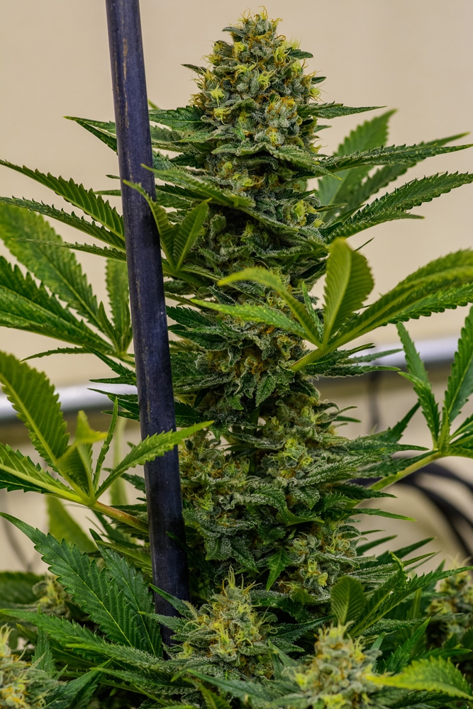 Cinderella XX by Brothers Grimm Seeds