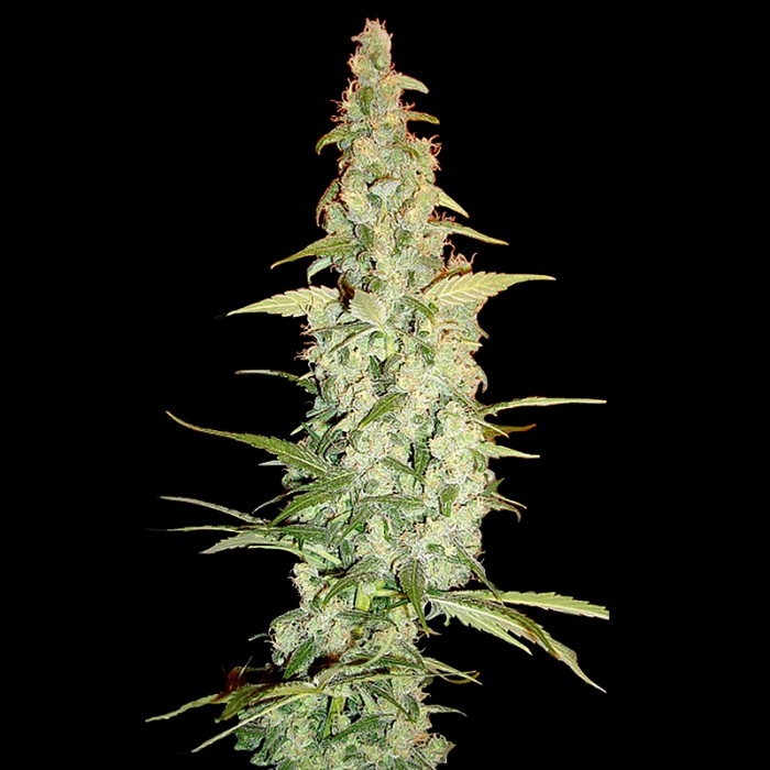 Cole Train Marijuana Seeds