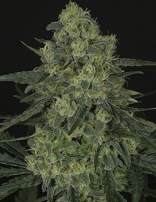 Criminal + by Ripper Seeds