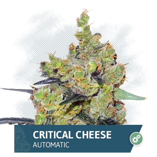 Critical Cheese Automatic Marijuana Seeds