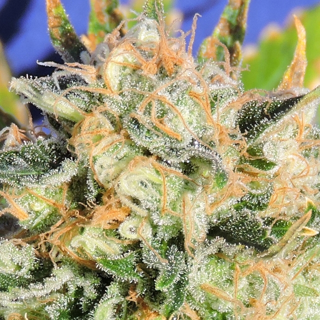 Critical Diesel Auto Feminized Seeds by 
