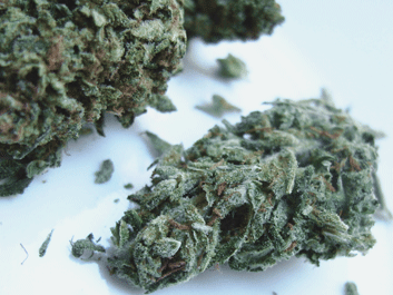 Critical Marijuana Seeds