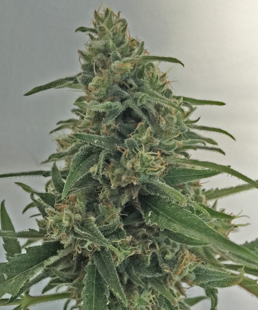 Critical by Green Bud Seeds
