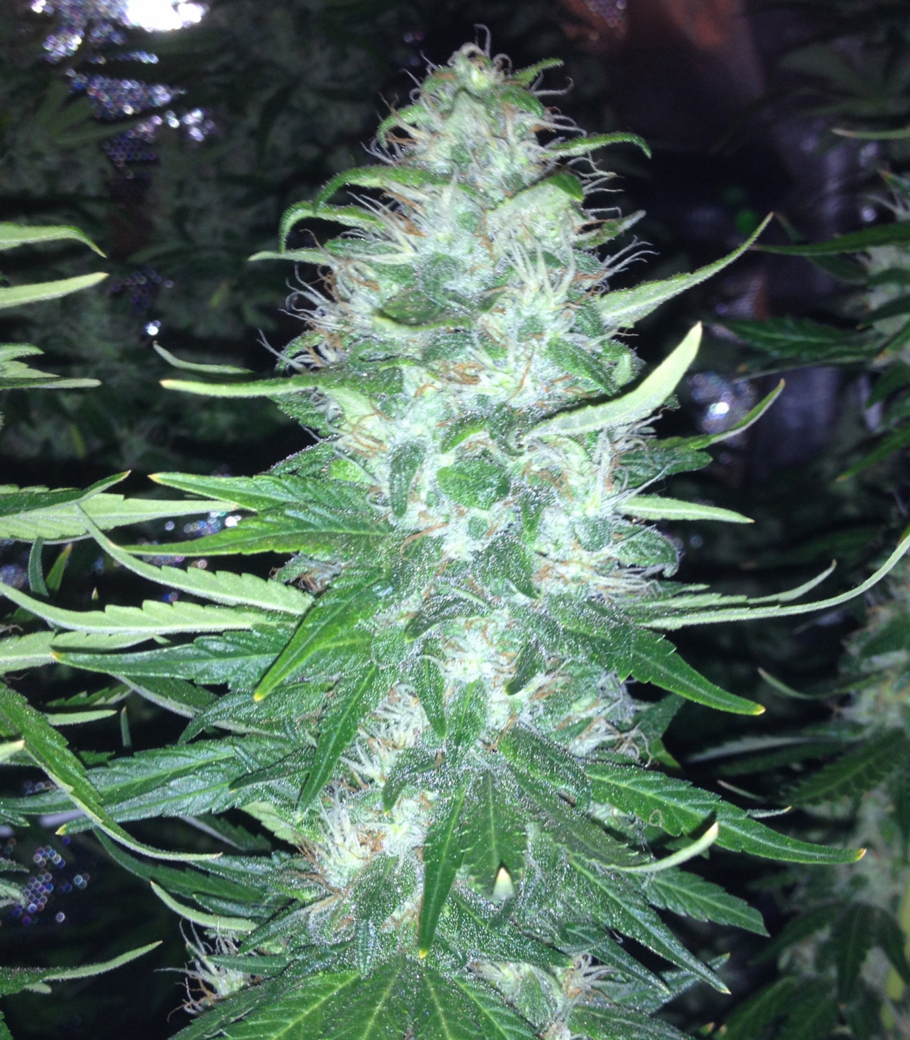 Critical Jack Herer by Delicious Seeds